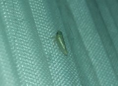 Graminella nigrifrons