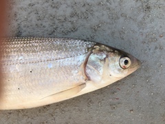 Coregonus artedi