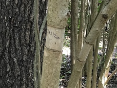 Ligustrum lucidum