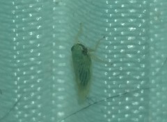 Graminella nigrifrons