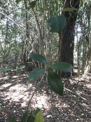 Ligustrum lucidum