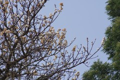 Dombeya rotundifolia