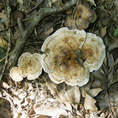 Phellodon fuligineoalbus