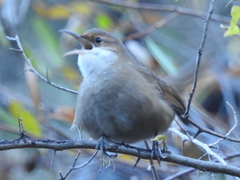 Tarphonomus certhioides