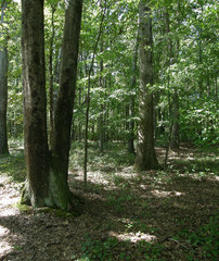 Phellodon fuligineoalbus