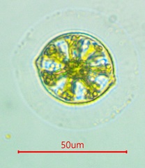 Desmidium
