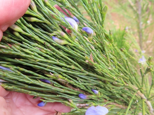 Image of Psoralea aphylla by (c) linkie, some rights reserved (CC BY)
