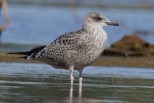 Gaviota Sombría (Larus fuscus)