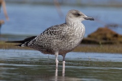 Lesser Black-Backed Gull photo 1