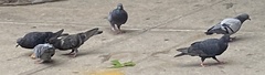 Columba livia domestica
