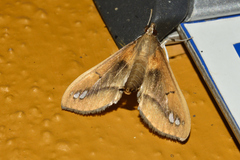 Diaphania fumosalis