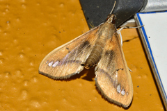 Diaphania fumosalis