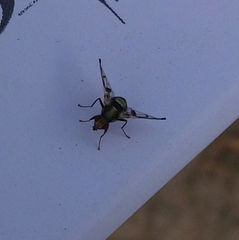 Pseudodyscrasis scutellaris