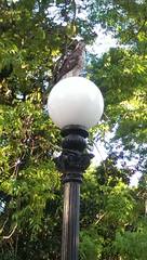 Buteo jamaicensis