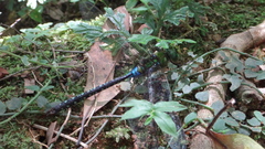 Anax guttatus