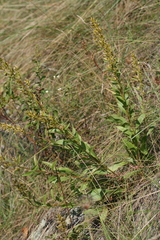 Solidago pallida