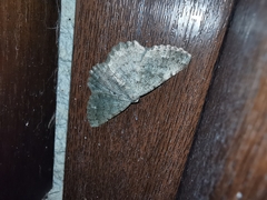 Dicrognophos sartata