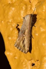 Crambodes