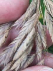 Bromus kalmii