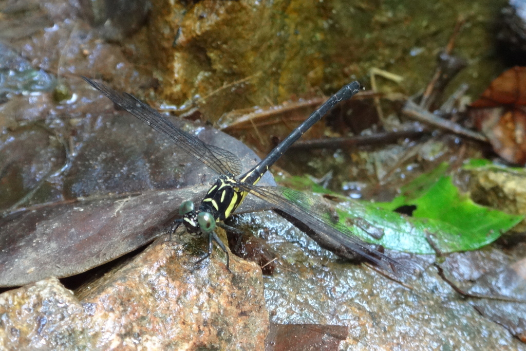 Small Clubtail