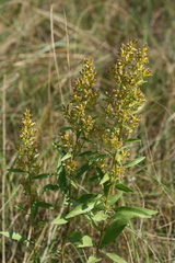Solidago pallida