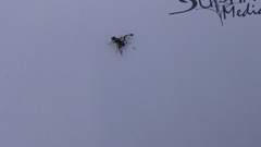 Pseudodyscrasis scutellaris