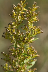 Solidago pallida