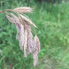 Bromus kalmii