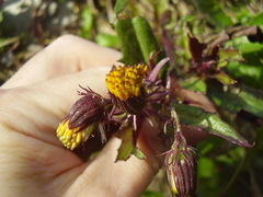 Gynura