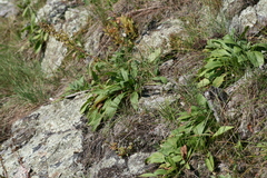 Solidago pallida