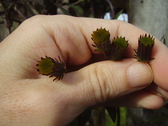 Gynura