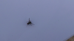 Pseudodyscrasis scutellaris