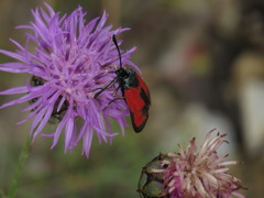 Zygaena erythrus