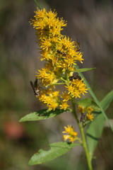 Solidago pallida
