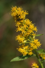 Solidago pallida