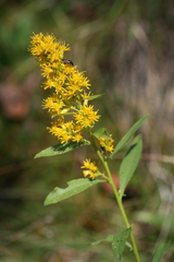 Solidago pallida