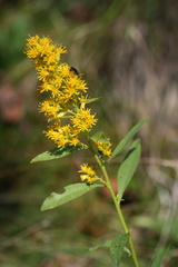 Solidago pallida