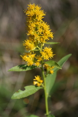 Solidago pallida