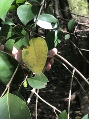 Ligustrum lucidum
