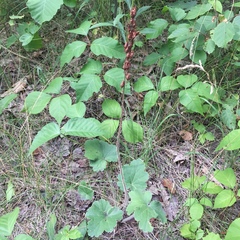Heuchera richardsonii
