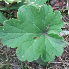 Heuchera richardsonii