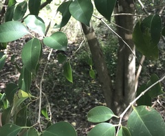 Ligustrum lucidum