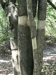 Ligustrum lucidum