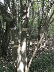 Ligustrum lucidum
