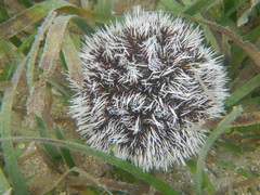 Tripneustes ventricosus