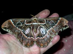 Rothschildia cinctus cinctus