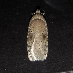 Agonopterix senicionella