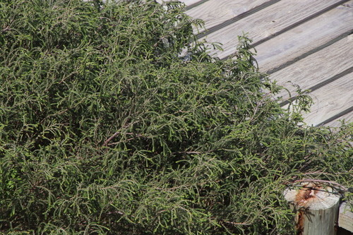 Image of Passerina ericoides by (c) Tony Rebelo, some rights reserved (CC BY-SA)