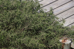 Passerina ericoides