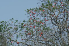 Erythrina lysistemon